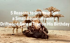 5 Reasons to Gift Your Son a Small Aquarium with a Driftwood Bonsai Tree on His Birthday