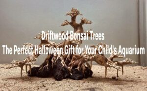 Driftwood Bonsai Trees The Perfect Halloween Gift for Your Child's Aquarium