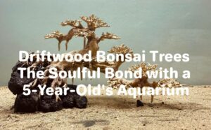 Driftwood Bonsai Trees The Soulful Bond with a 5 Year Old's Aquarium