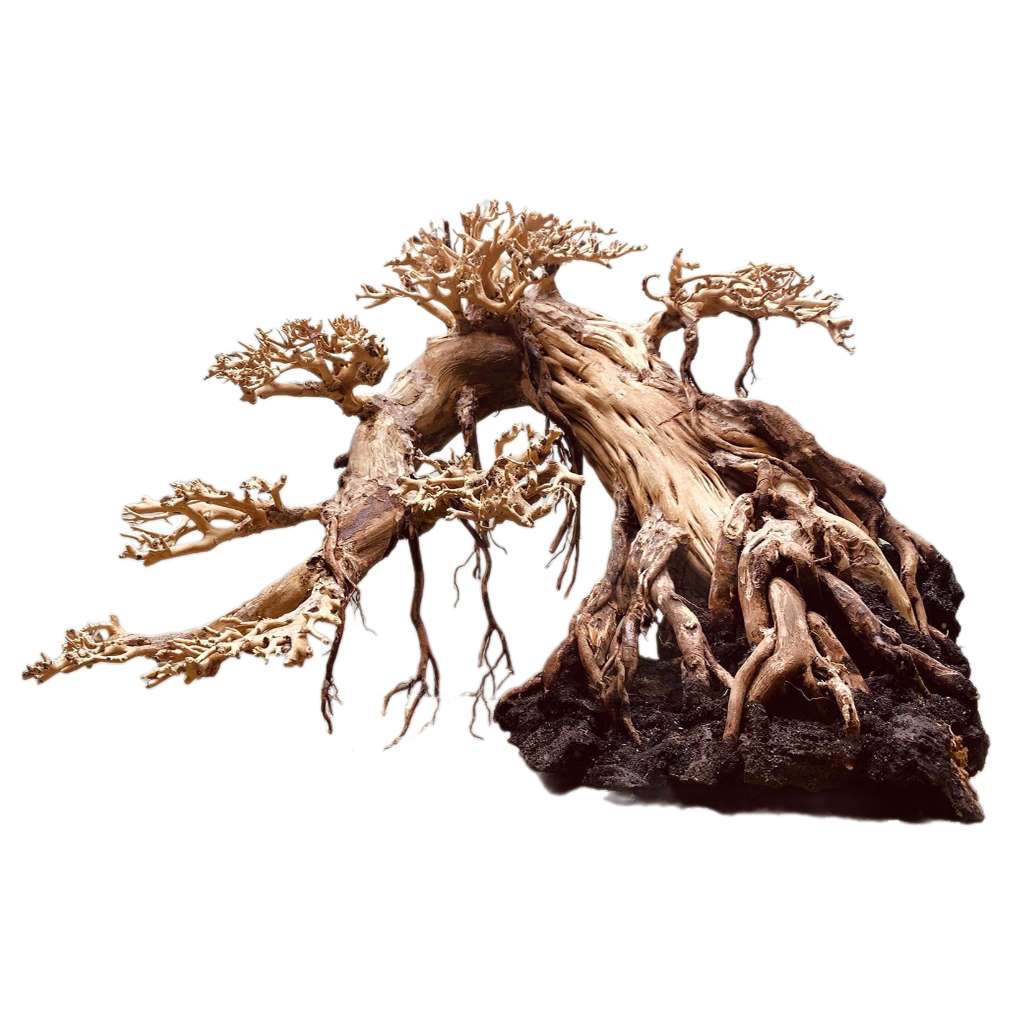 Bonsai Driftwood Tree Ideas For Aquarium 1