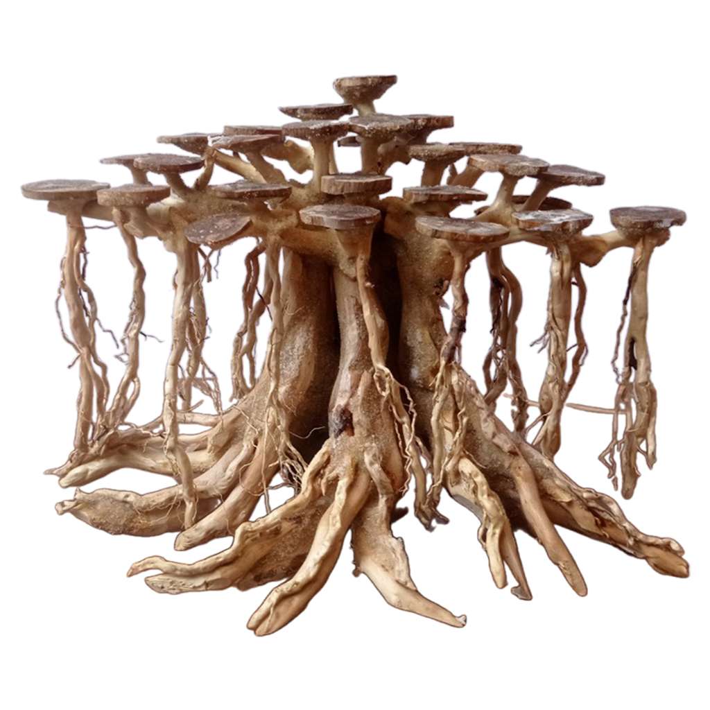 Driftwood For Aquariums Bonsai For Fish Tank Ideas 1